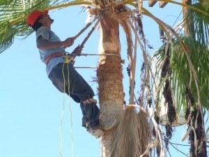 Jims-Trees-T-11-300x225
