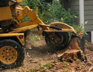 tree-care-stump-grinder-300x234