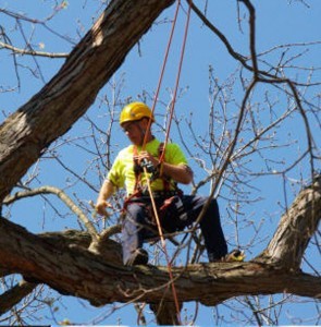 tree-loppers-melbourne Jim's Tree Removal, Pruning, Cutting and Lopping Services