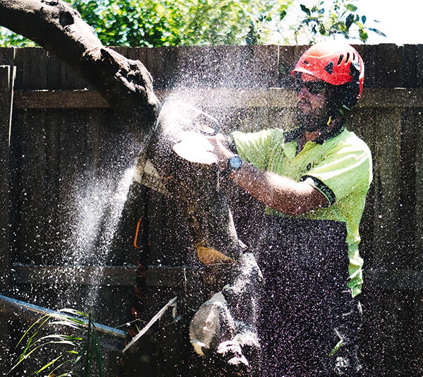tree lopping around Australia
