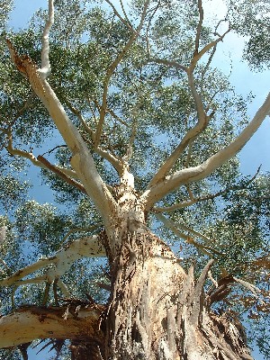 Tree in Canberra Tree in Canberra